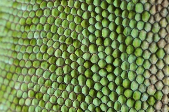 Чешуя варана