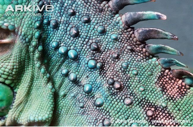 Кожа игуаны