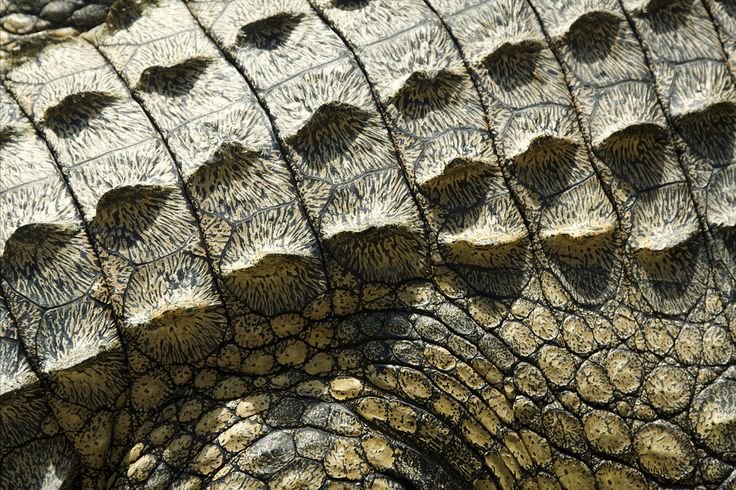 Чешуя крокодила