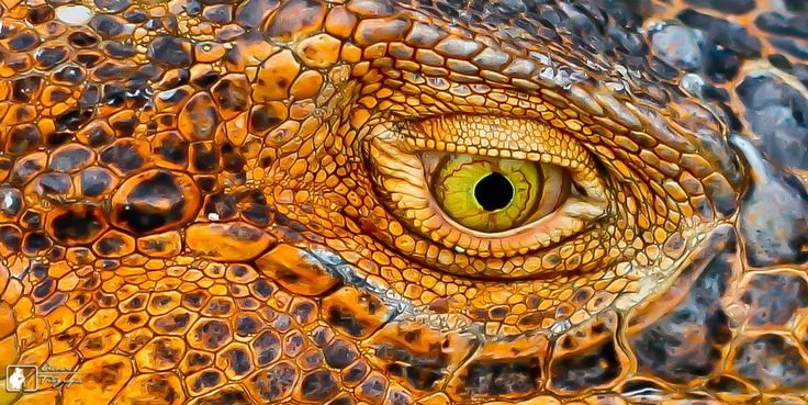 Кожа рептилий