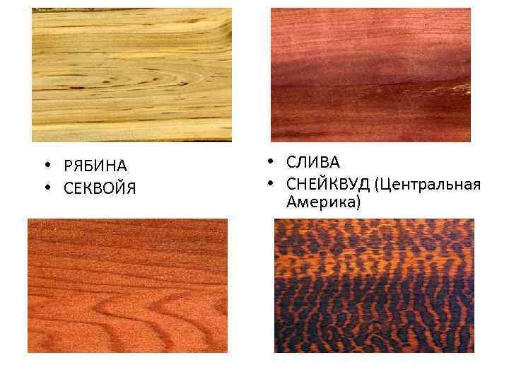 Рябина структура древесины