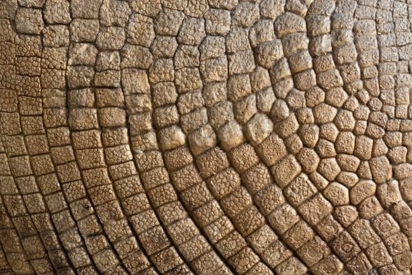 Кожа динозавра текстура