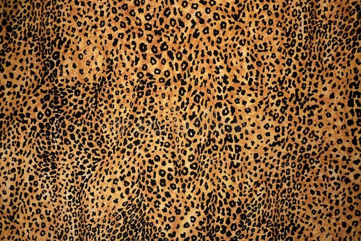 Шкура леопарда