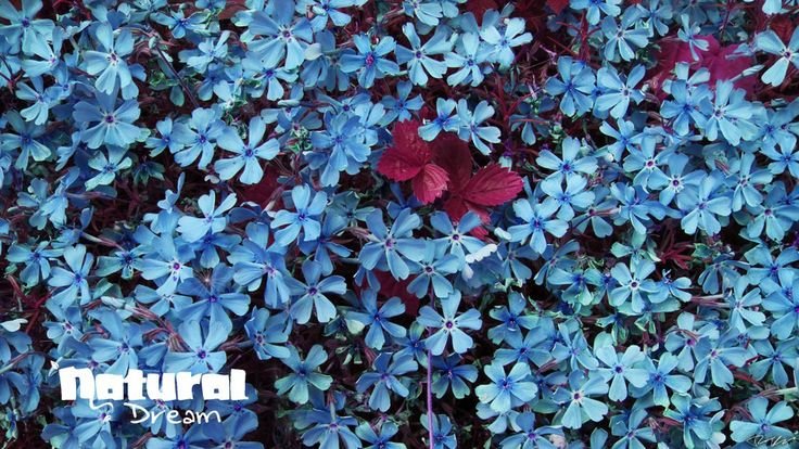 Мелкие цветы