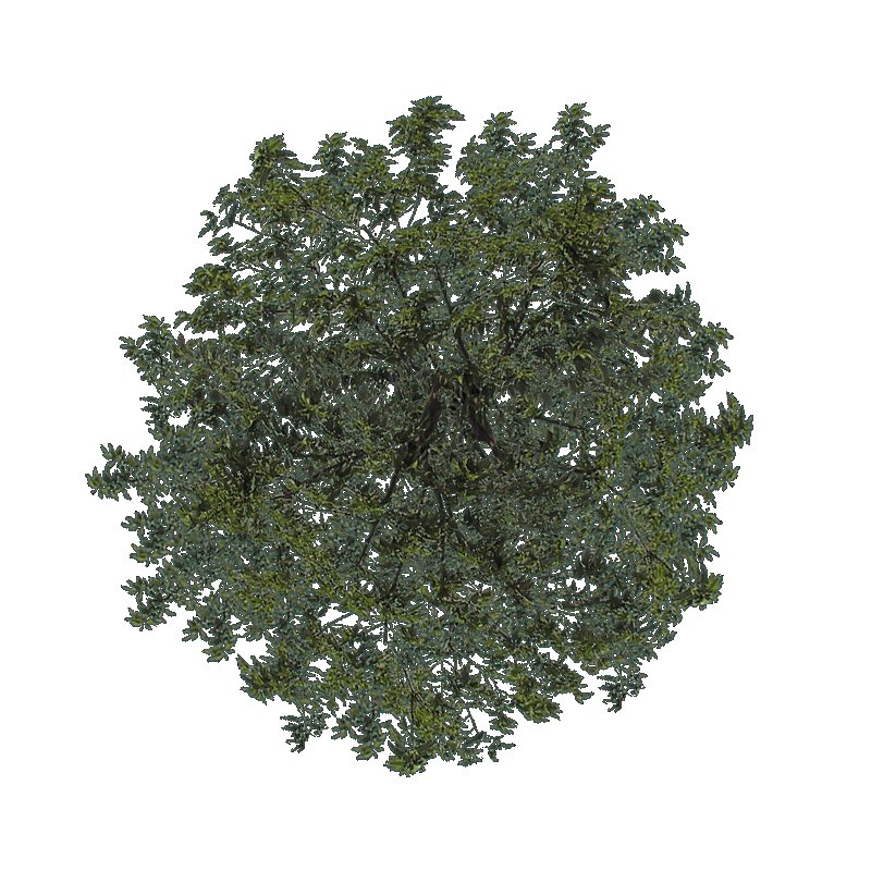 Деревья сверху