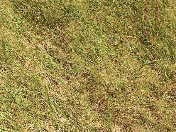 Текстура травы бесшовная