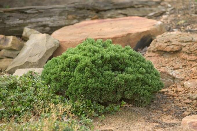 Pinus mugo Sherwood Compact