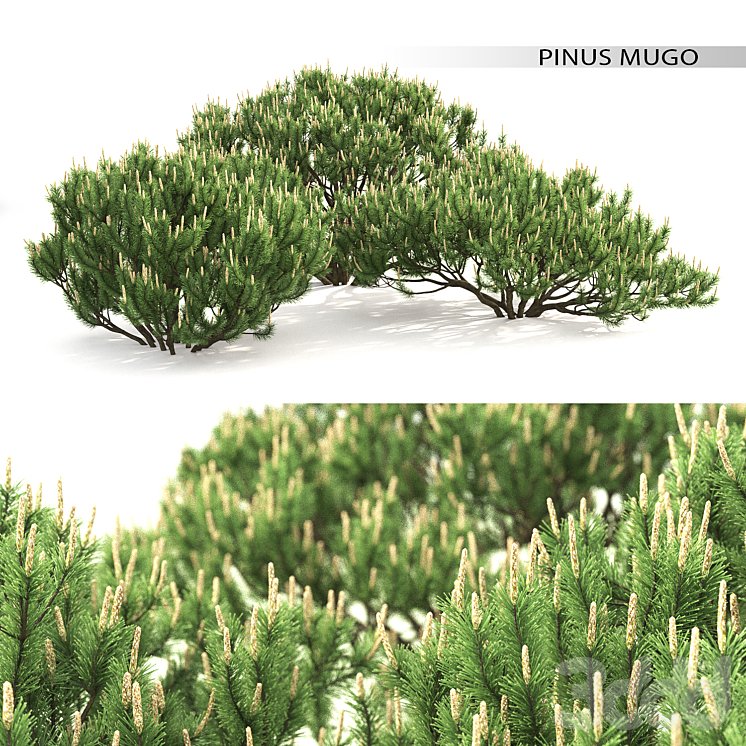 Сосна Горная Пумилио