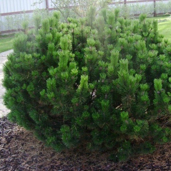 Сосна Горная Мугус