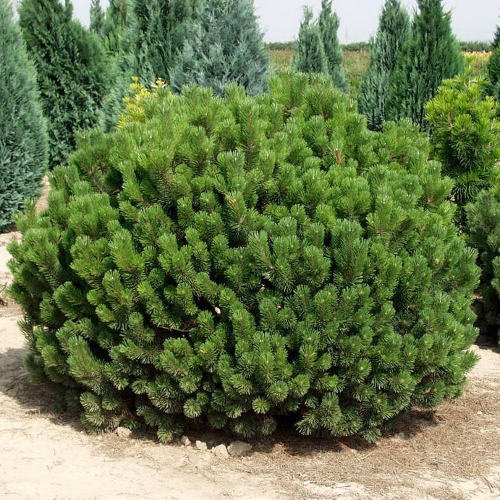 Сосна Горная pumilio Пумилио