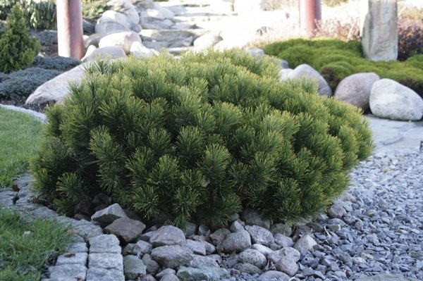 Сосна Горная Пумилио