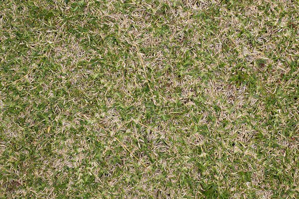 Трава сверху