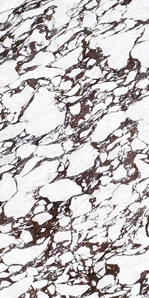 калакатта виола