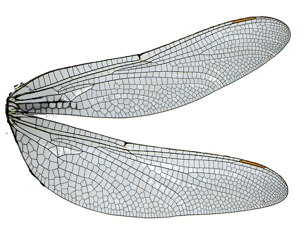 Крылья Стрекозы