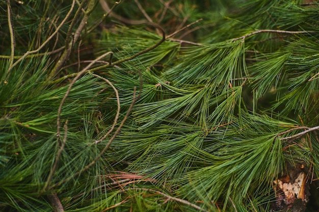 иголок сосны