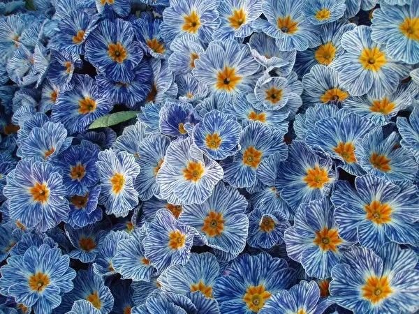 Примула Блю Зебра