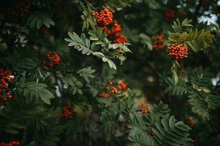 Куст рябины