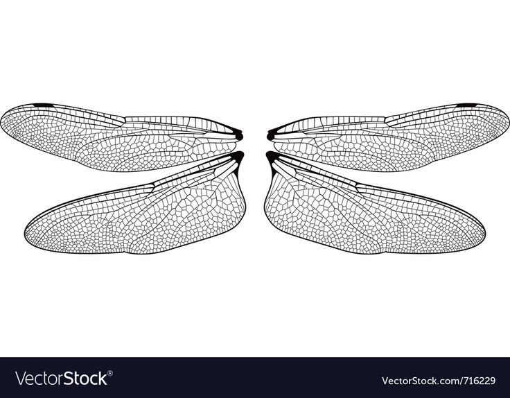 Крылья Стрекозы
