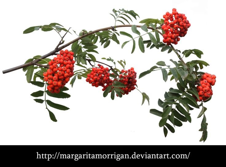 Ветка рябины