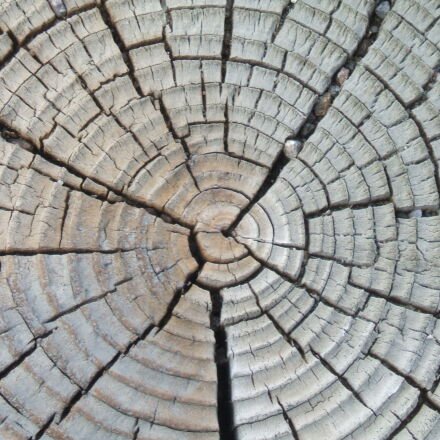 Спил дерева