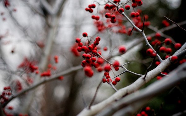 Предзимье рябина