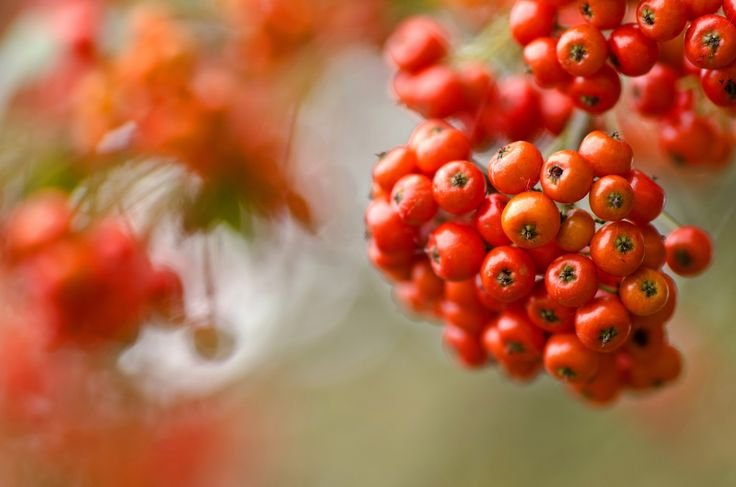 Осенняя рябина