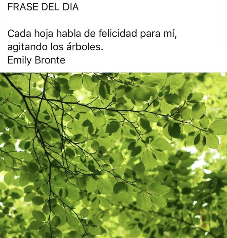 Листва деревьев