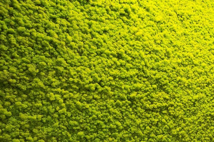 Мох ягель зеленый