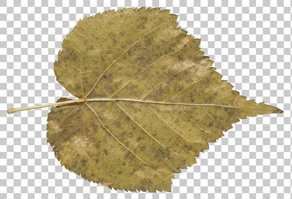 Берёза листья