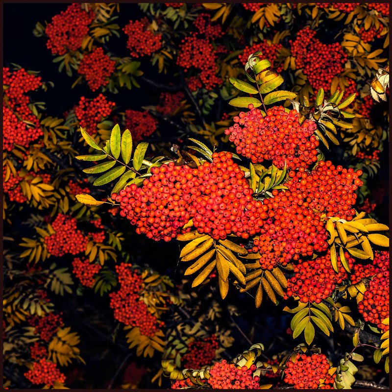 Хохломская Рябинка