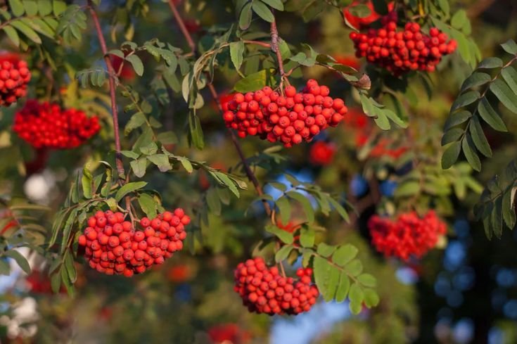 Рябина красноплодная