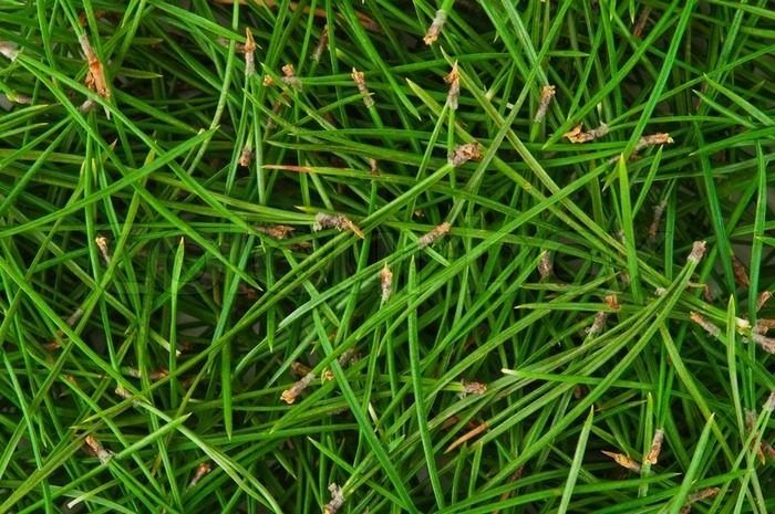 Текстура иголок сосны