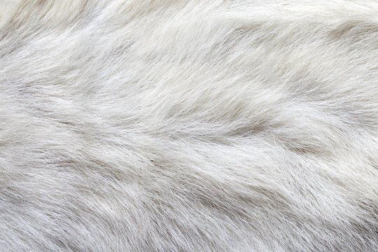 Белый мех