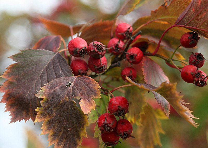 Боярышник обыкновенный осень