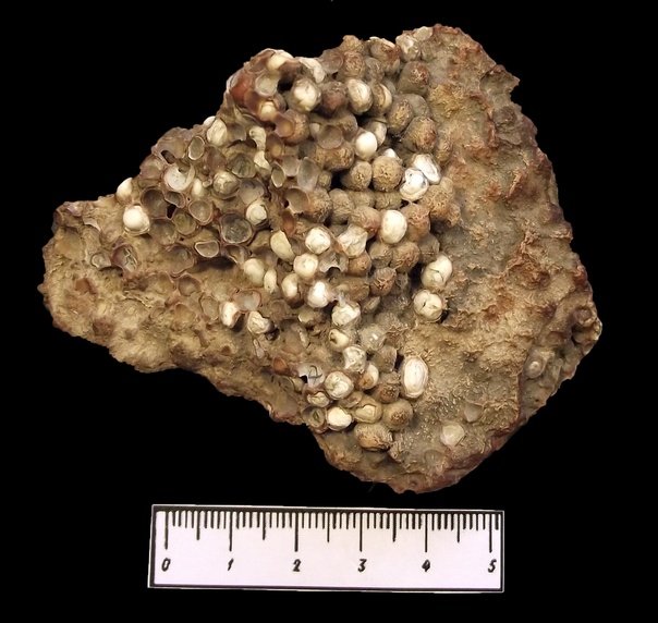 Пизолитовый известняк