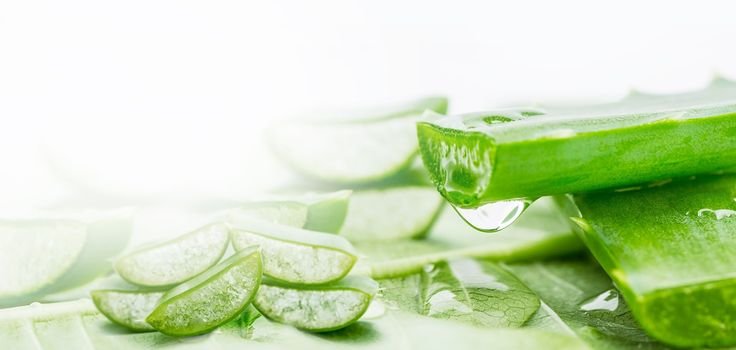 Алоэ Вера фон