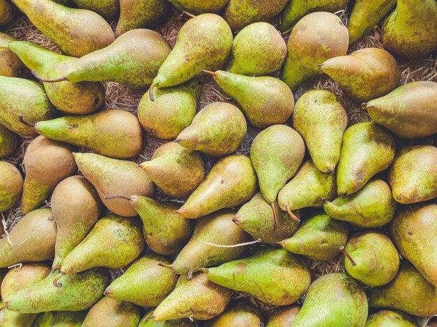 Сорт груш Деведжи