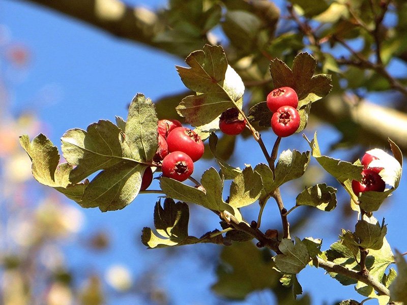 Боярышник Пауль Скарлет ягоды