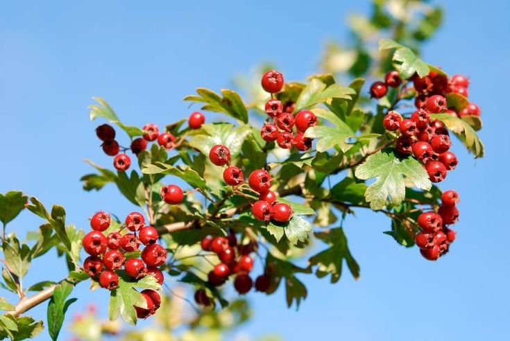 Боярышник обыкновенный – Crataegus oxyacantha