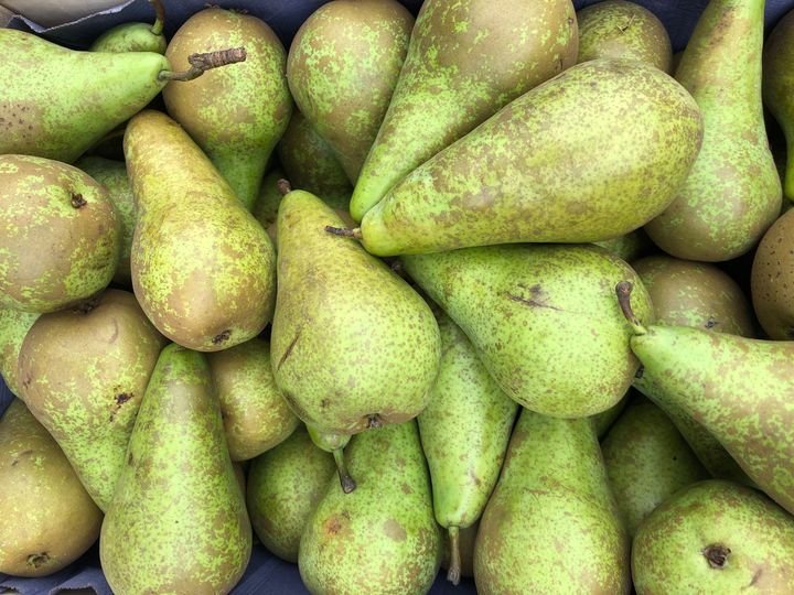 Груша Садовая