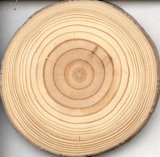 Поперечный срез бревна