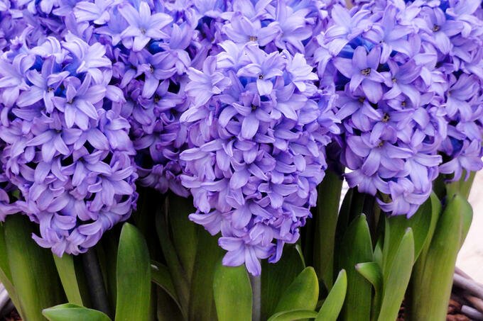 Гиацинт Питер Стайвесант