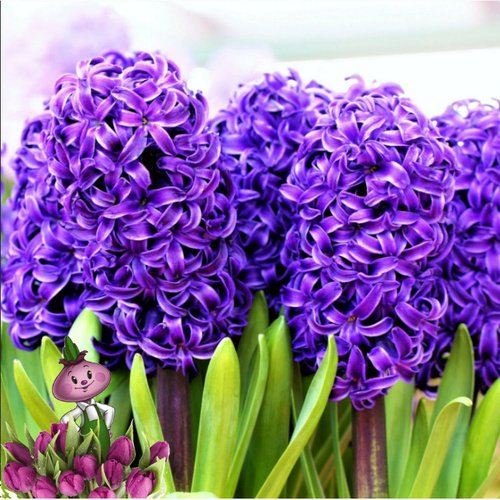 Гиацинт садовый Питер Стайвесант