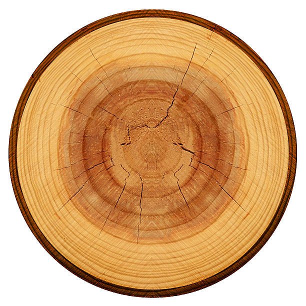 Круглый срез дерева