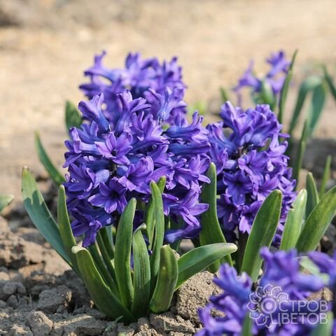 Гиацинт садовый Питер Стайвесант