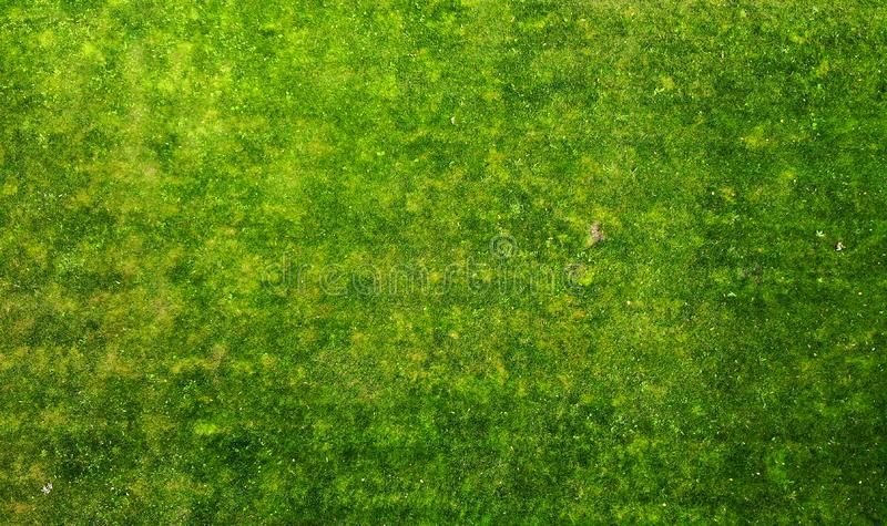 Бесшовная текстура травы для генплана