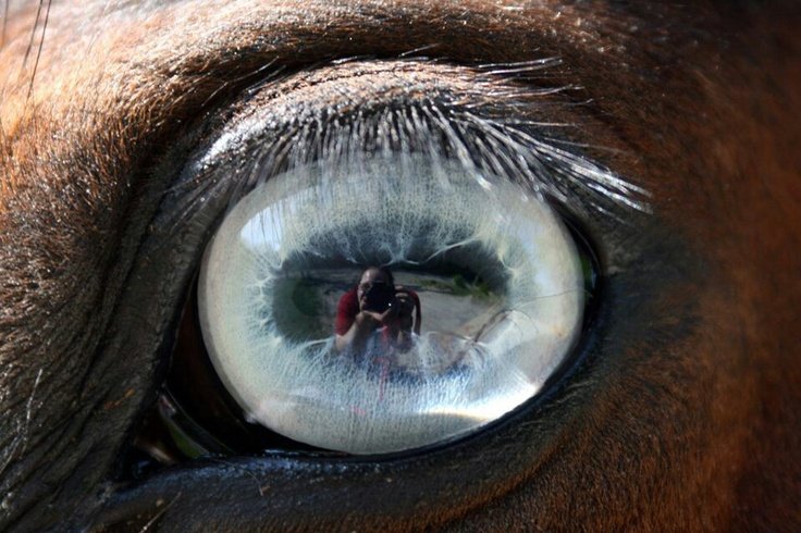 Зеленоглазая лошадь