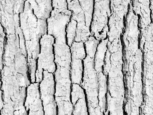 Альфа коры дерева