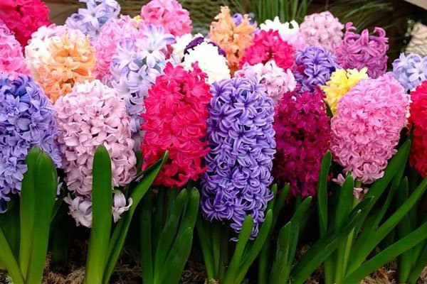 Гиацинт Питер Стайвесант