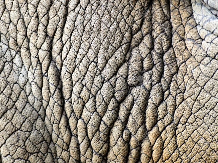 Текстура кожи носорога